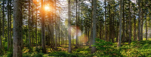 Silent Forest in spring on a sunny day with beautiful bright sun rays