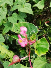 Obraz na płótnie Canvas pink rose bush