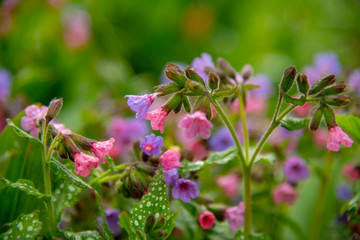 Full frame of bright colors of pulmonaria as a backdrop.
