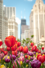 Close up of red, pink, purple and yellow tulips in a planting bed in the median in Michigan Avenue with highrise buildings out of focus in the background.