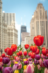 Close up of red, pink, purple and yellow tulips in a planting bed in the median in Michigan Avenue...