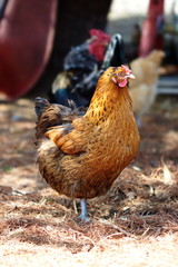 Heritage breed chickens on a small farm in the country. Small scale poultry farming in Ontario, Canada.