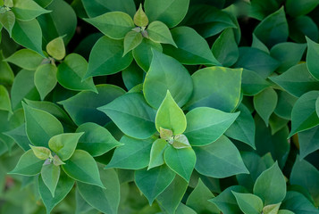 green foliage textures background close focus.