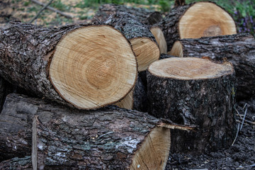 Round wooden logs. Sawn tree.