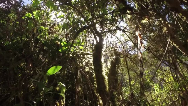 POV low angle sunlight through trees on Inca trail. Cusco, Peru