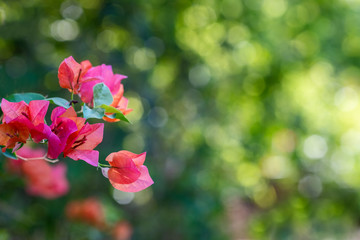 pink bougainvillea flowers blooming background with selective focus.