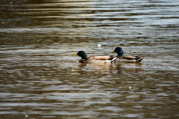 ducks in the lake