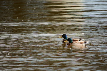 ducks in the lake