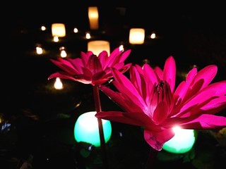 Illuminated Water Lilies In Pond At Handayama Botanical Garden