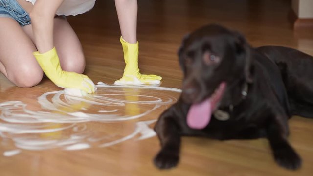 Girl washes the floor with soap and a sponge. In the foreground in defocus lies a dog that has dirty the floor and is to blame