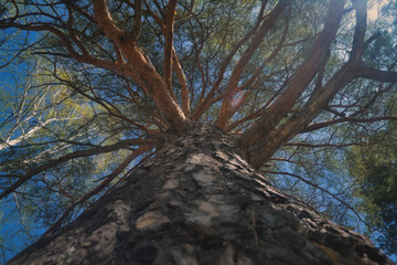 Obraz premium Crowns and trunks against the blue sky and white clouds. A view to the top.