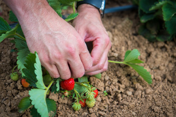 Close up of a man's hands picking ripe strawberries. A Farmer harvesting strawberry field.