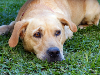 Labrador amarillo acostado