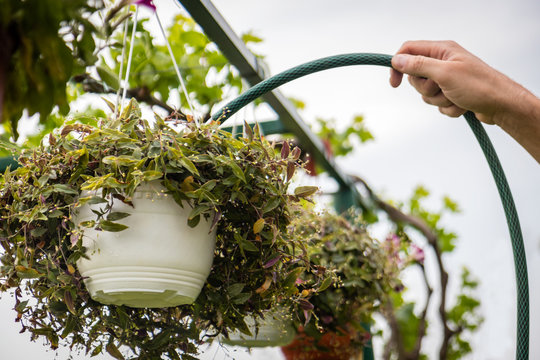 Man Watering Plant In The Hanging White Flowerpot With Hose. Gardener Refreshing Potted Plants.