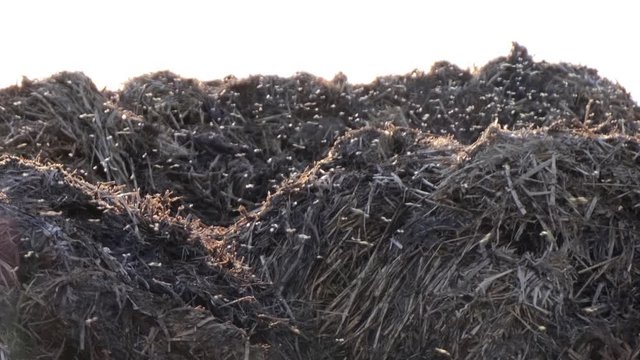 huge flock of small midges over a pile of manure on farm field.