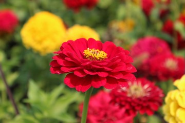 Beautiful flowers in South dakota state, USA