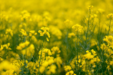 Fototapeta premium Yellow flowers of blooming rapeseed on the field in Germany.