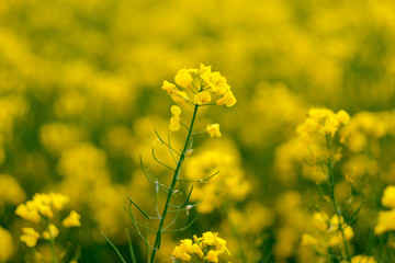 Yellow flowers of blooming rapeseed on the field in Germany.
