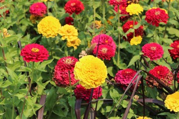 Beautiful flowers in South dakota state, USA