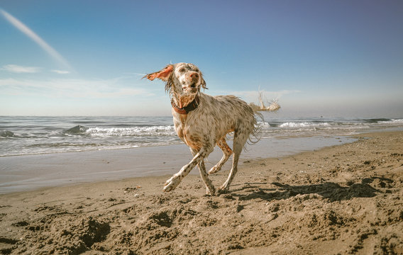 Perro blanco y marr&oacute;n Breton Braco en la playa