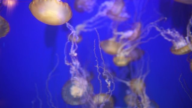  Jellyfish Pacific Sea Nettle Chrysaora Fuscescens 03