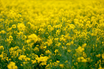 Yellow flowers of blooming rapeseed on the field in Germany.
