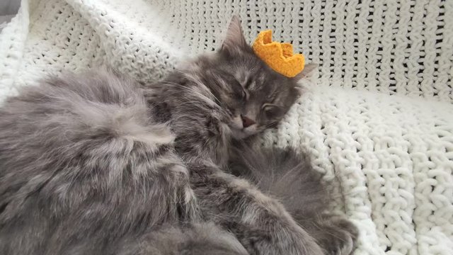Beautiful adult grey cat sleeping in yellow knitted crown on hand made plaid close up,domestic furry cat during lockdown 