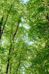 Beautiful forest with spring fresh green foliage.