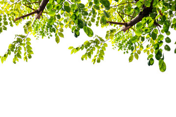 green leaf isolated on white background with copy space