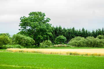 Fototapeta premium 最盛期の小麦畑 秋蒔き 北海道