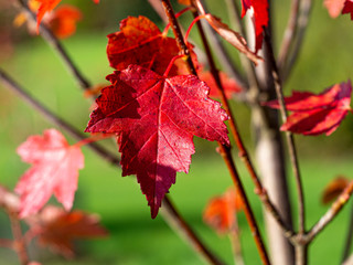 Fototapeta premium Closeup of a beautiful red maple leaf on a tree branch in autumn showing surface texture