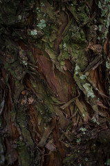 closeup of bark trunk whit moss