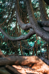 Obraz premium Beautiful textured interlaced tree trunks in the forest.