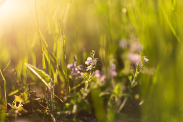 Close-up of wild grasses and flowers in the golden rays of the sun, can be used as a natural background.
