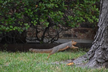 Squirrel running 