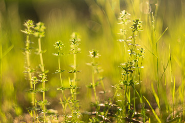 Close-up of wild grasses and flowers in the golden rays of the sun, can be used as a natural background.