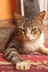 portrait of green eyes funny cat.