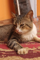 portrait of green eyes funny cat.