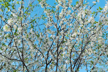 spring blooming cherry tree on a background of blue sky