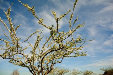 trees in blossom in spring