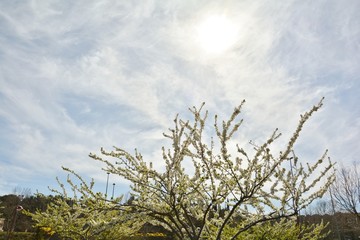 trees in blossom in spring