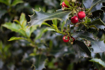 Red berries on a cloudy day
