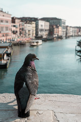 back view of a pigeon resting on the Rialto Bridge ,grand canal in the background