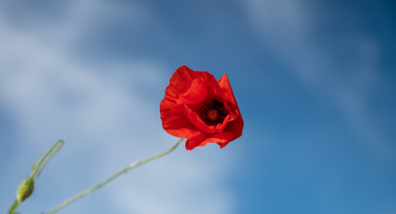 Fototapeta premium Poppy in the wind, head in the blue spring sky