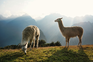 Llamas grazing in Machu Picchu