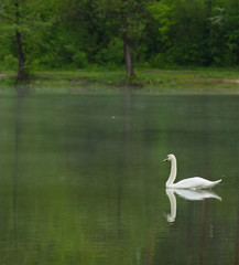 
a gentle lonely white swan swims on a beautiful forest lake