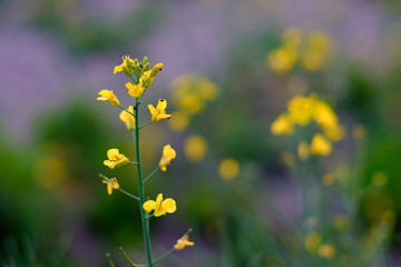 Closeup of a yellow of blooming rapeseed.
