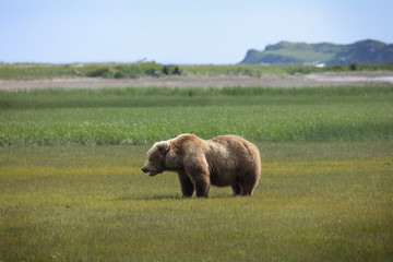 Grizzly Bear standing in green grass with mouth slightly open