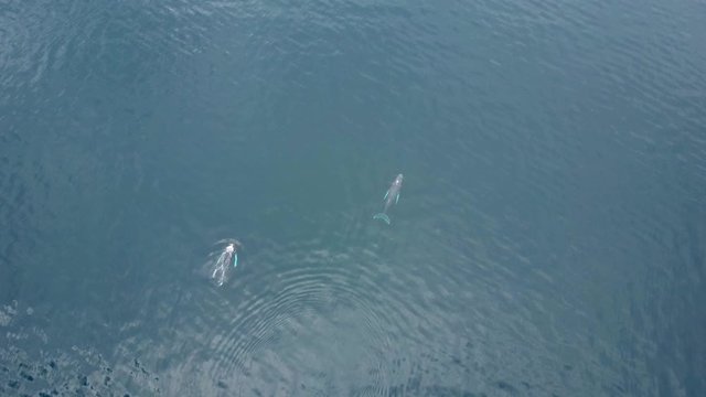 Humpback Whale and Calf Among Floating Ocean Garbage. Isla Conadora, Las Perlas Panama