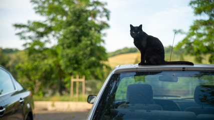 
Black cat sitting on the roof of a car